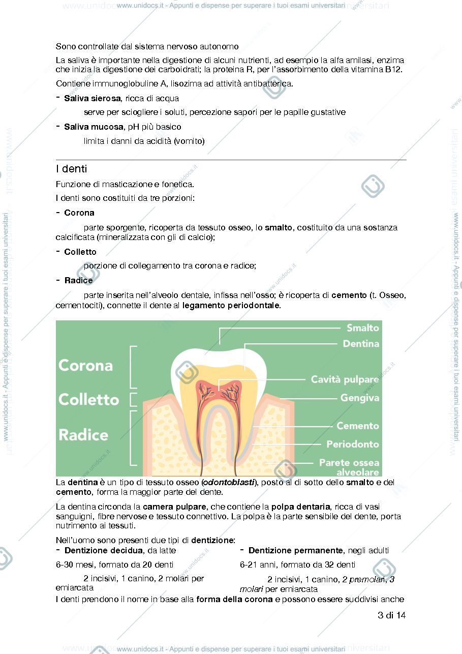 Anteprima pagina 3 — Apparato Digerente