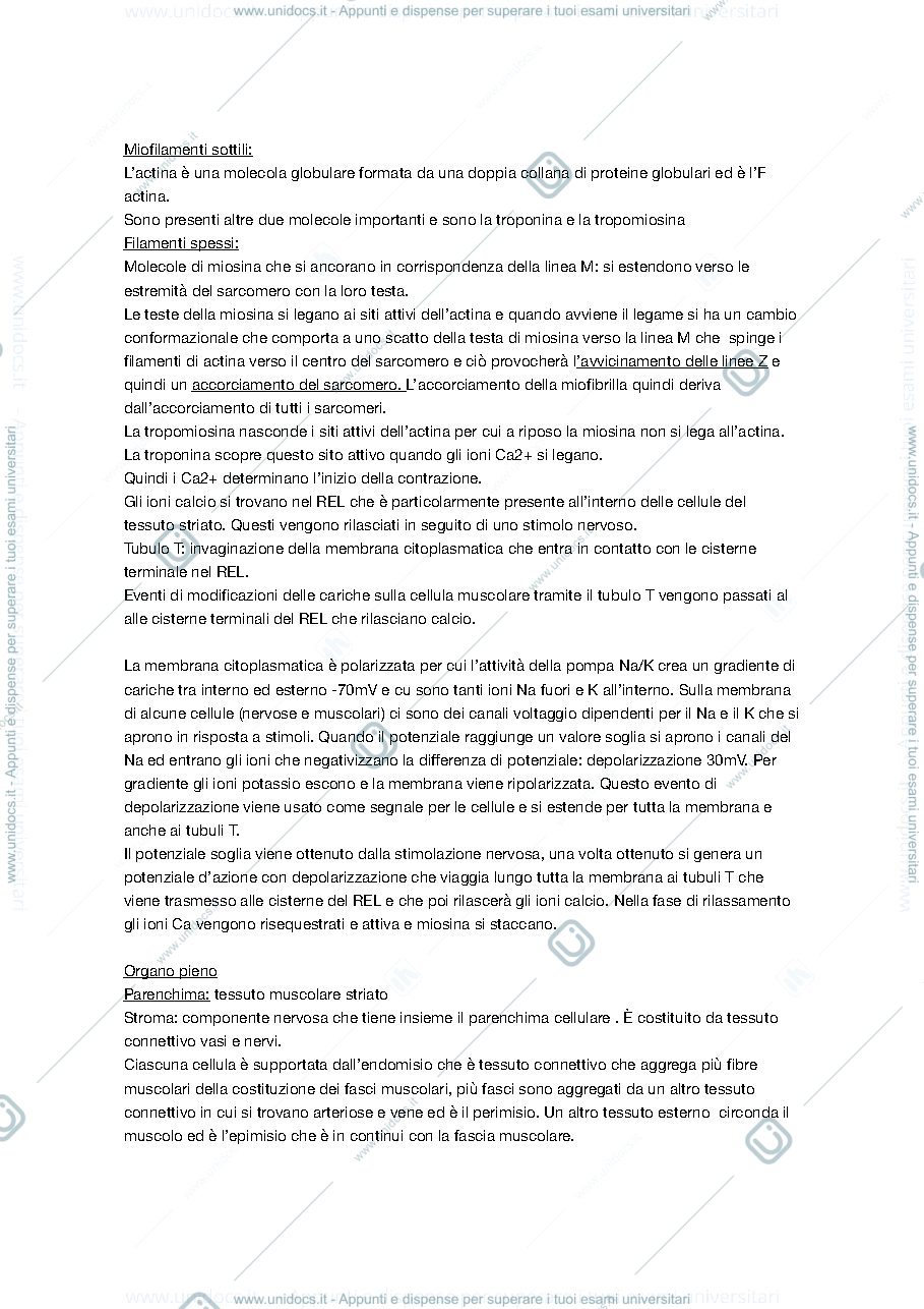 Anteprima pagina 3 — Appunti di anatomia
