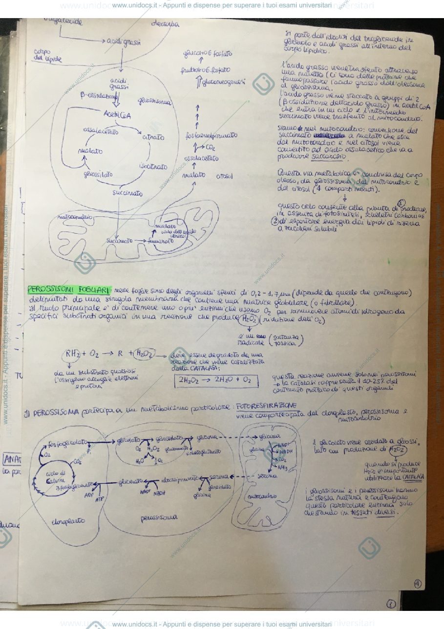 Anteprima pagina 4 — Fisiologia e biochimica vegetale 