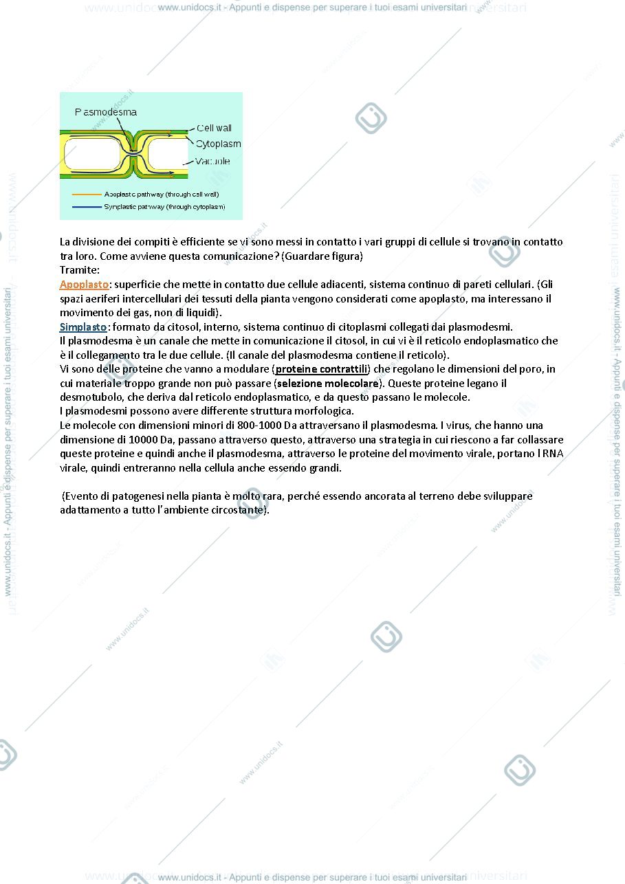 Anteprima pagina 2 — APPUNTI FISIOLOGIA VEGETALE