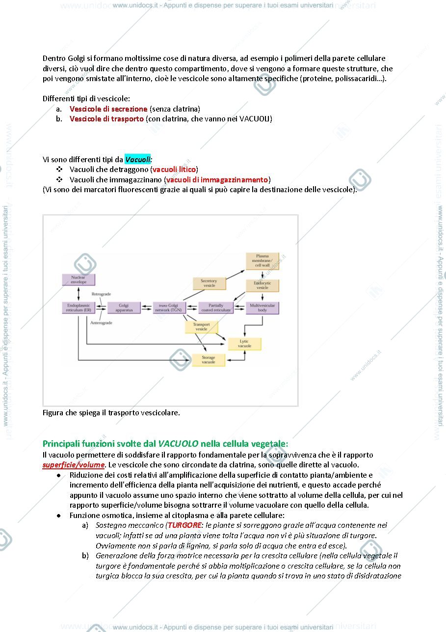 Anteprima pagina 4 — APPUNTI FISIOLOGIA VEGETALE
