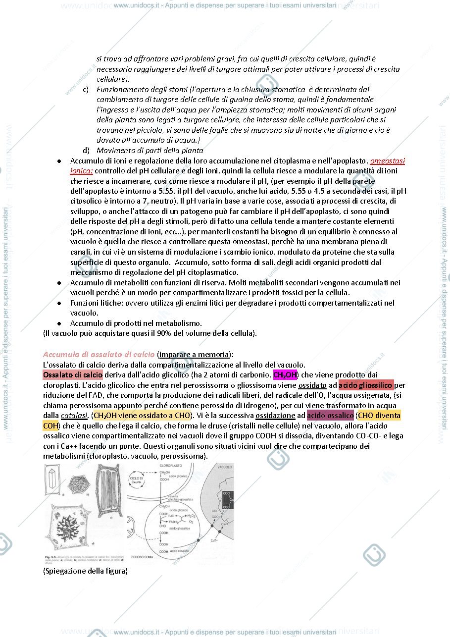 Anteprima pagina 5 — APPUNTI FISIOLOGIA VEGETALE
