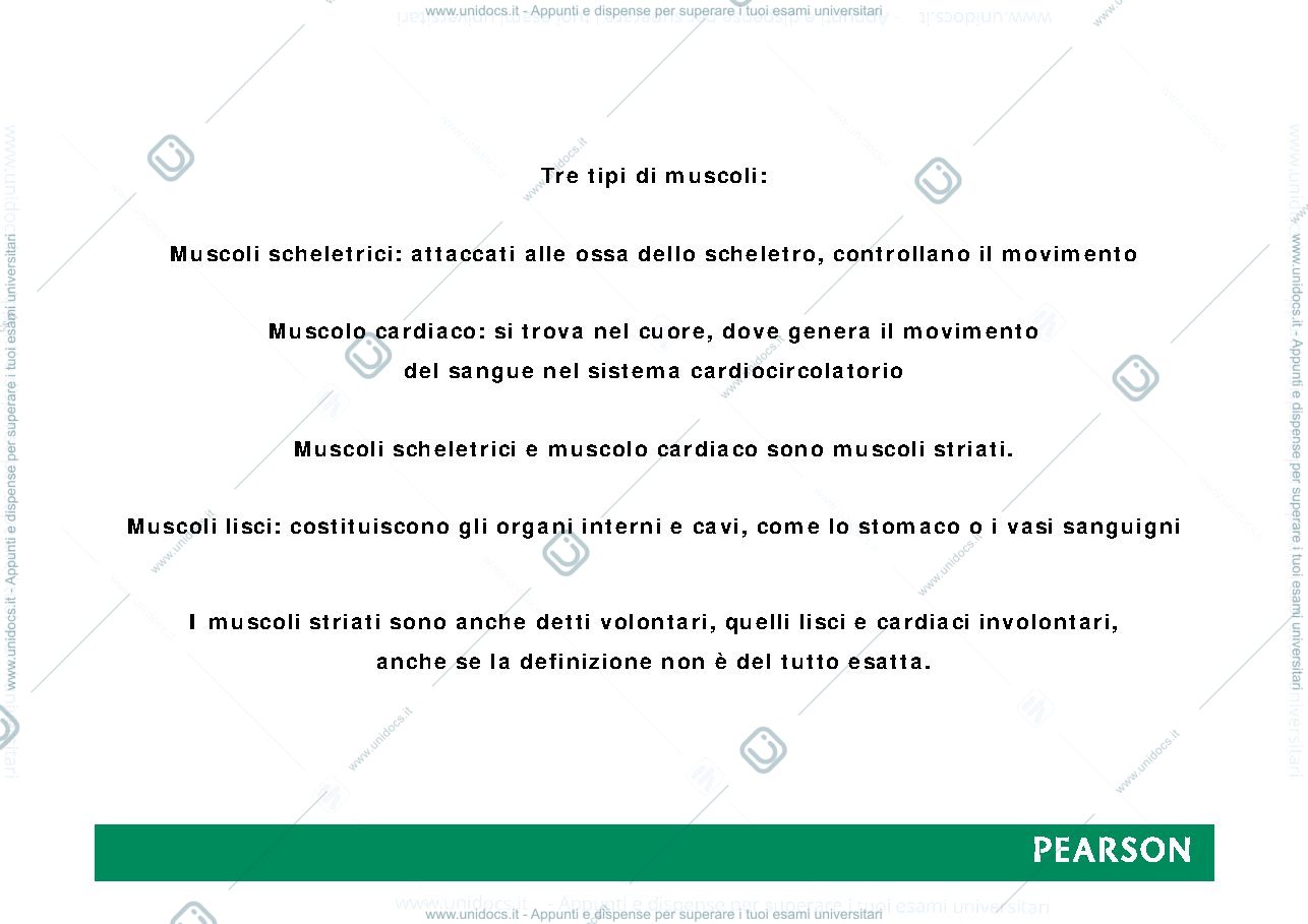 Anteprima pagina 2 — muscoli
