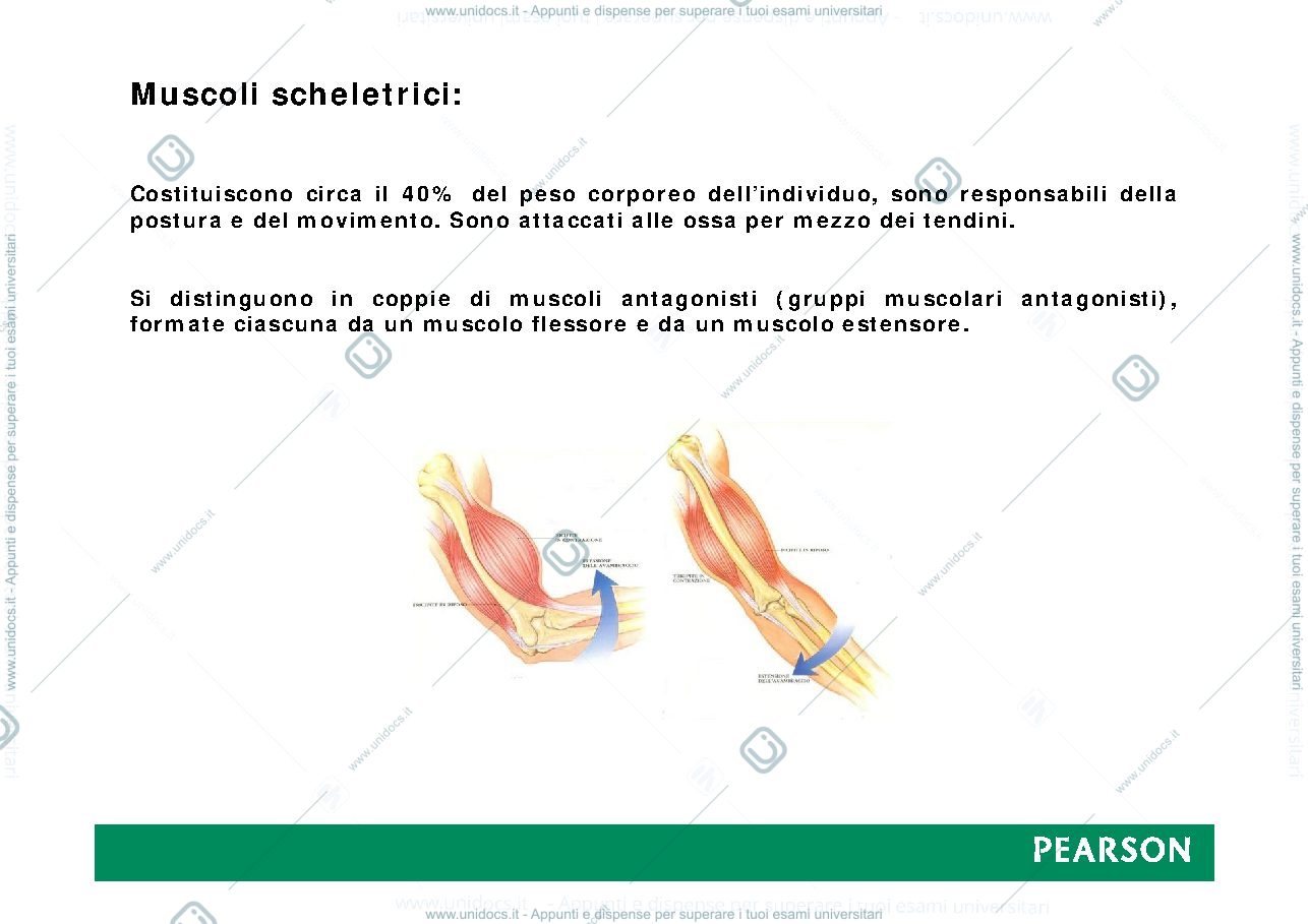 Anteprima pagina 4 — muscoli