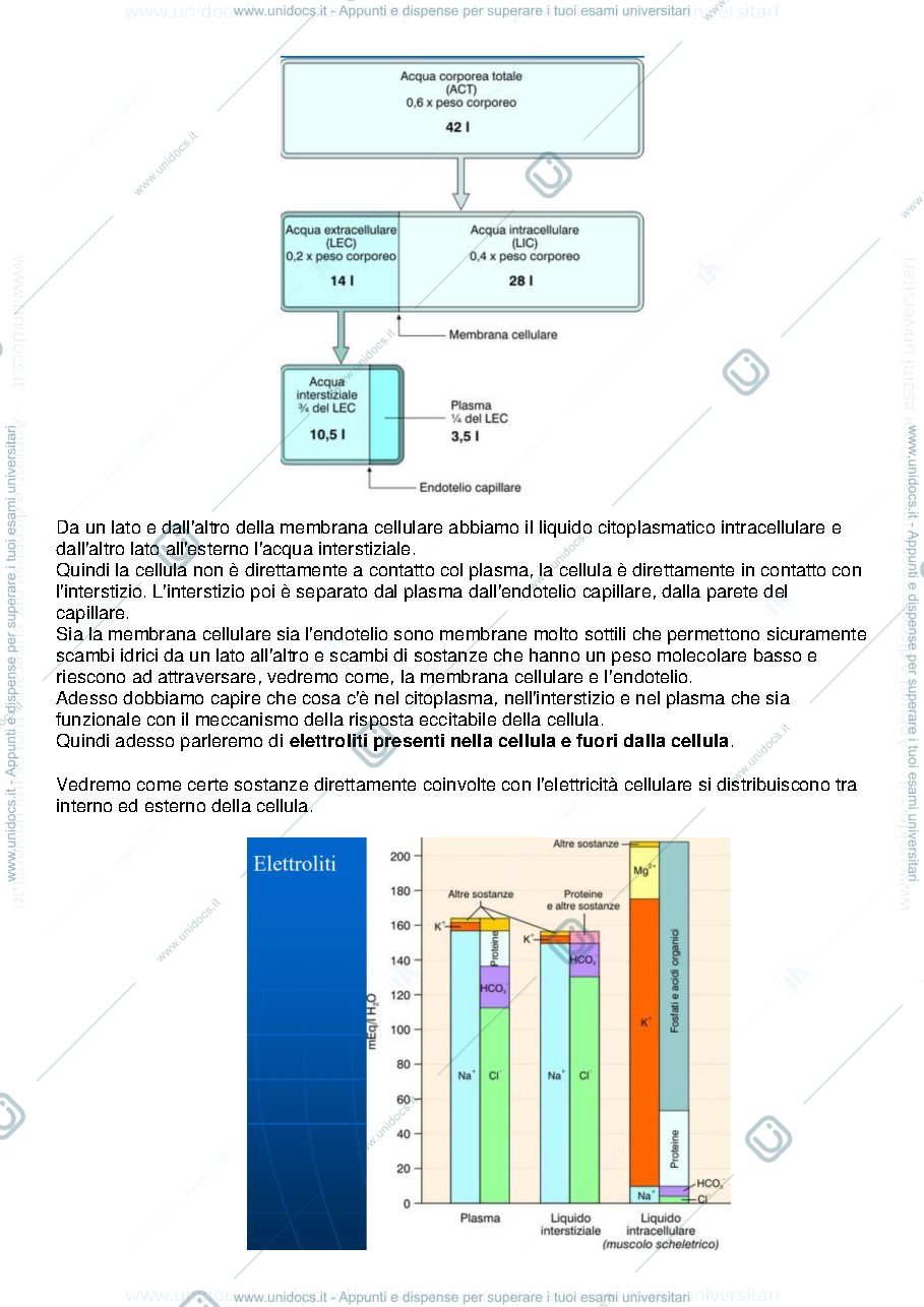 Anteprima pagina 3 — fisiologia 1 semestre