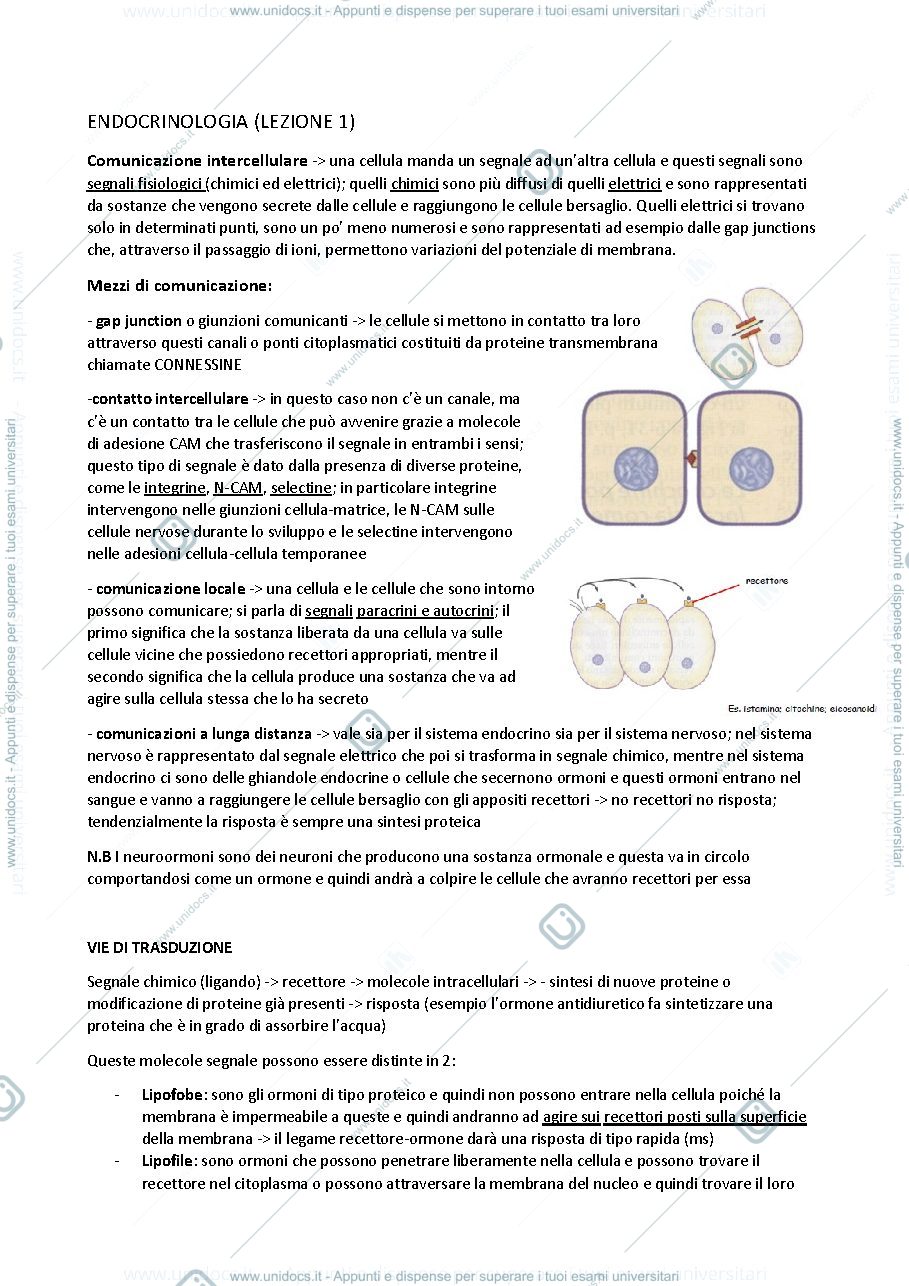 Anteprima pagina 1 — ENDOCRINOLOGIA