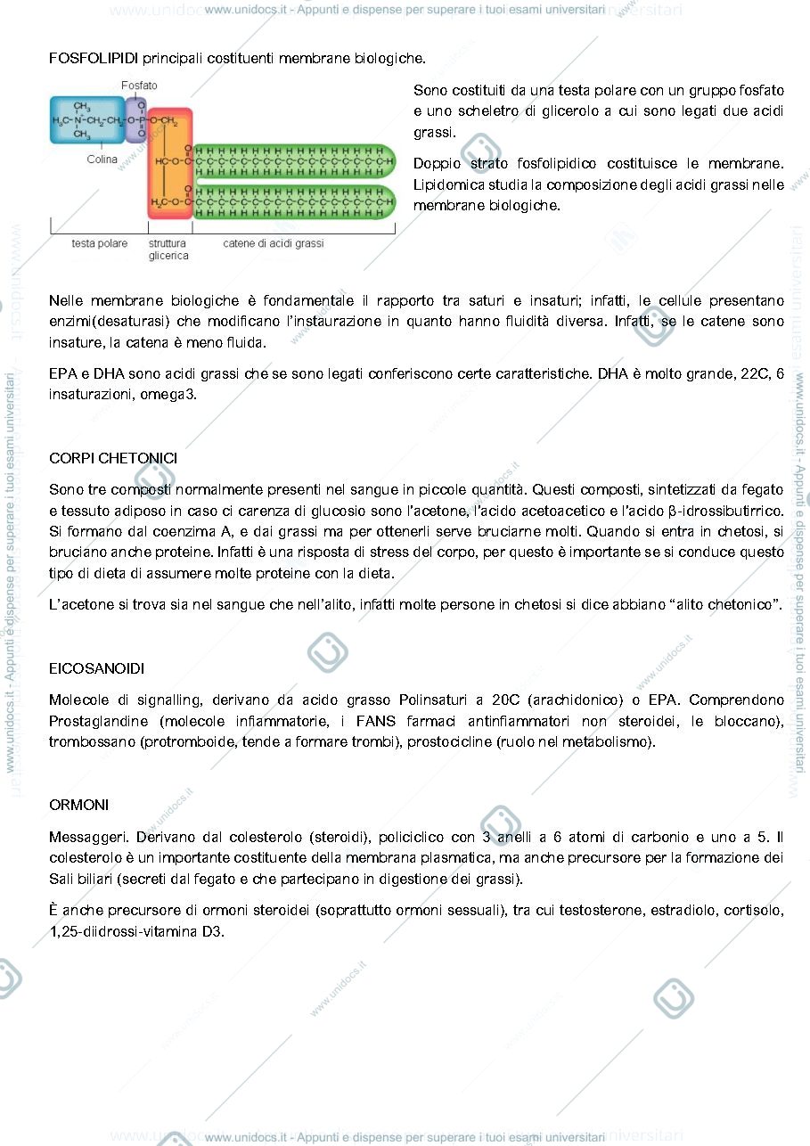 Anteprima pagina 4 — Fisiologia appunti spisni completi