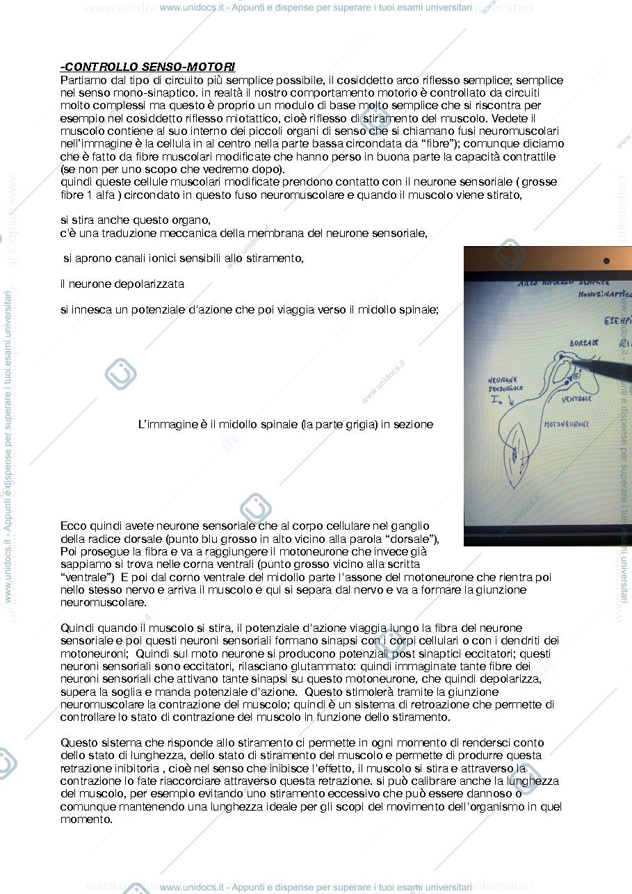 Anteprima pagina 1 — archi riflessi