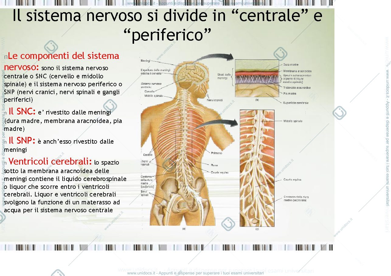 Anteprima pagina 2 — fisiologia generale