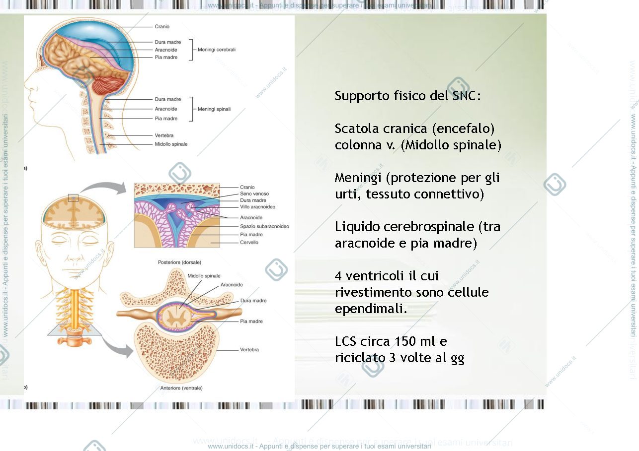 Anteprima pagina 3 — fisiologia generale