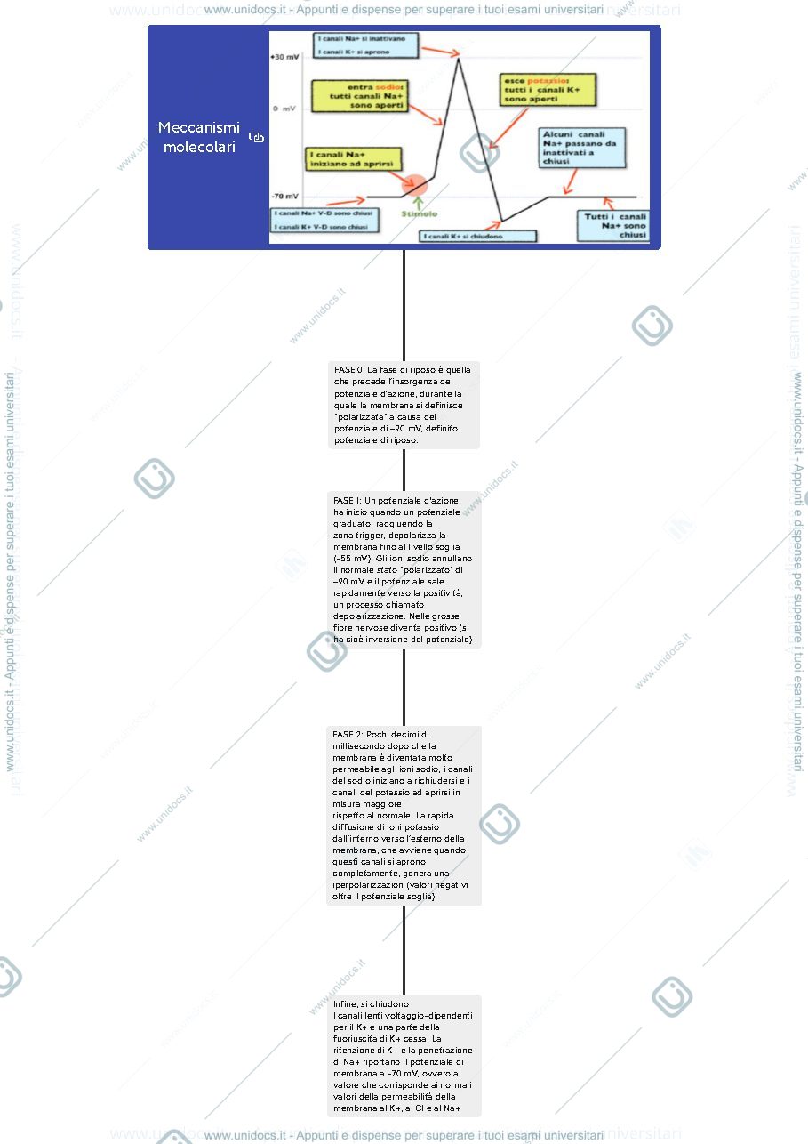 Anteprima pagina 3 — Potenziale d'azione- sistema endocrino