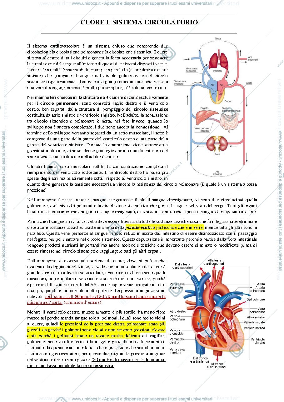 Anteprima pagina 1 — cuore
