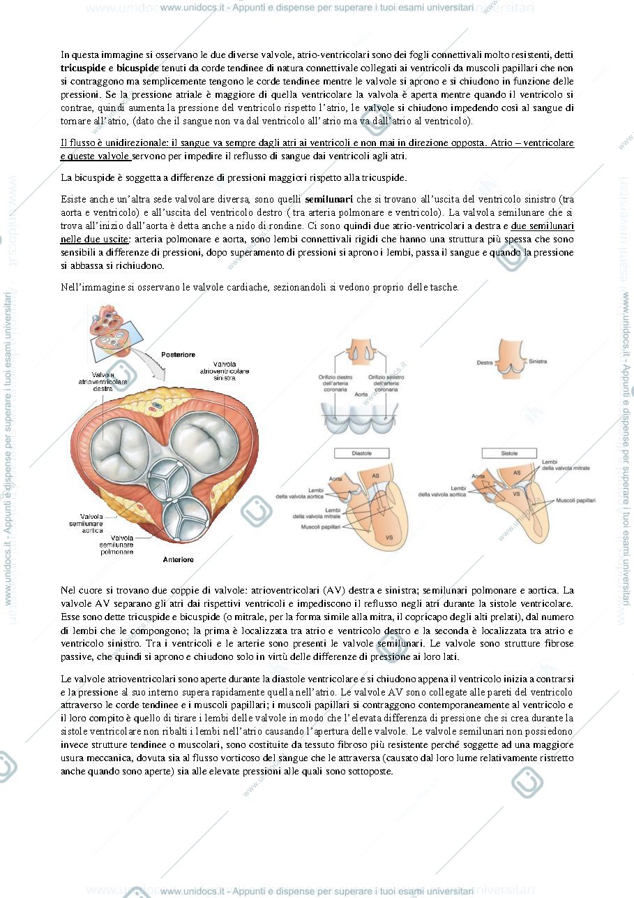 Anteprima pagina 2 — cuore