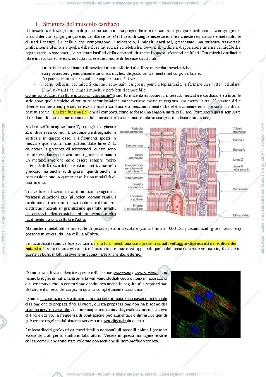 Anteprima pagina 3 — cuore