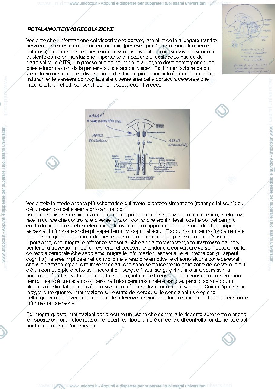 Anteprima pagina 1 — ipotalamo e termoregolazione