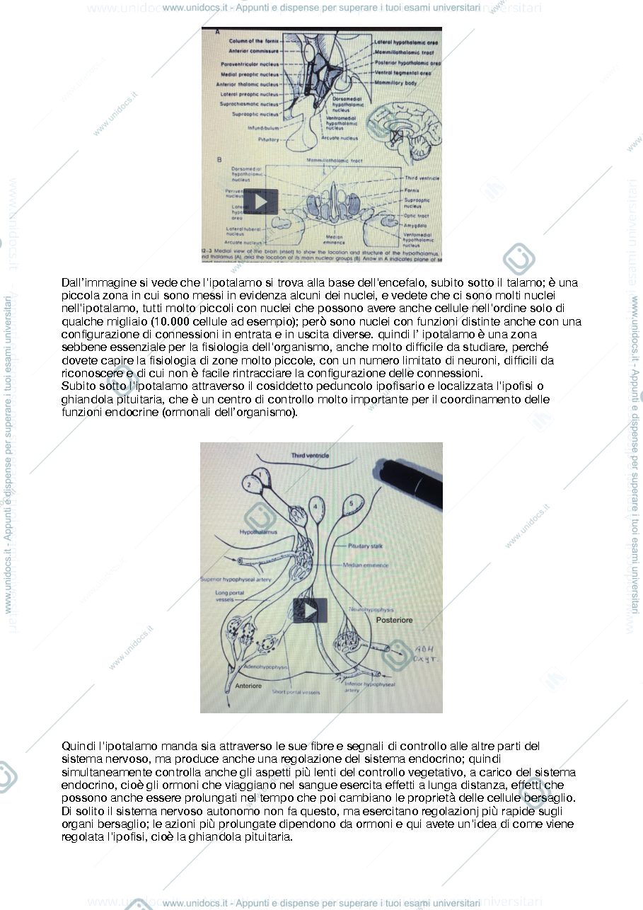 Anteprima pagina 2 — ipotalamo e termoregolazione