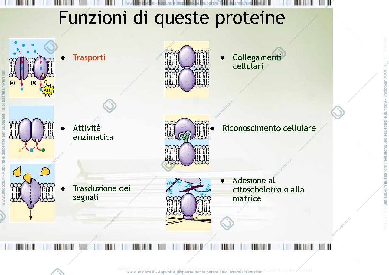 Anteprima pagina 1 — fisiologia generale