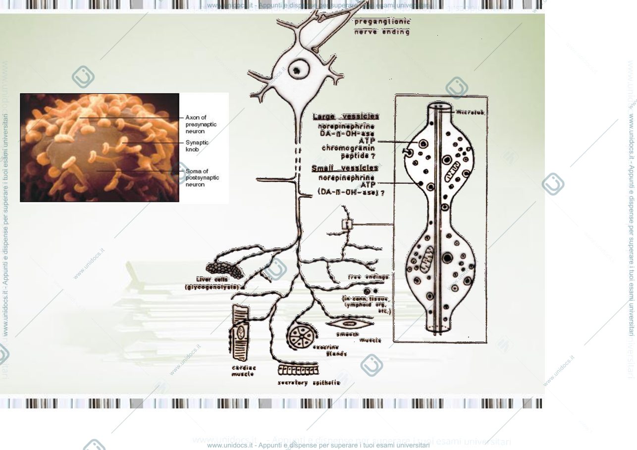 Anteprima pagina 1 — fisiologia generale