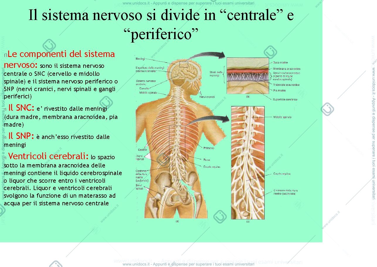 Anteprima pagina 4 — fisiologia generale