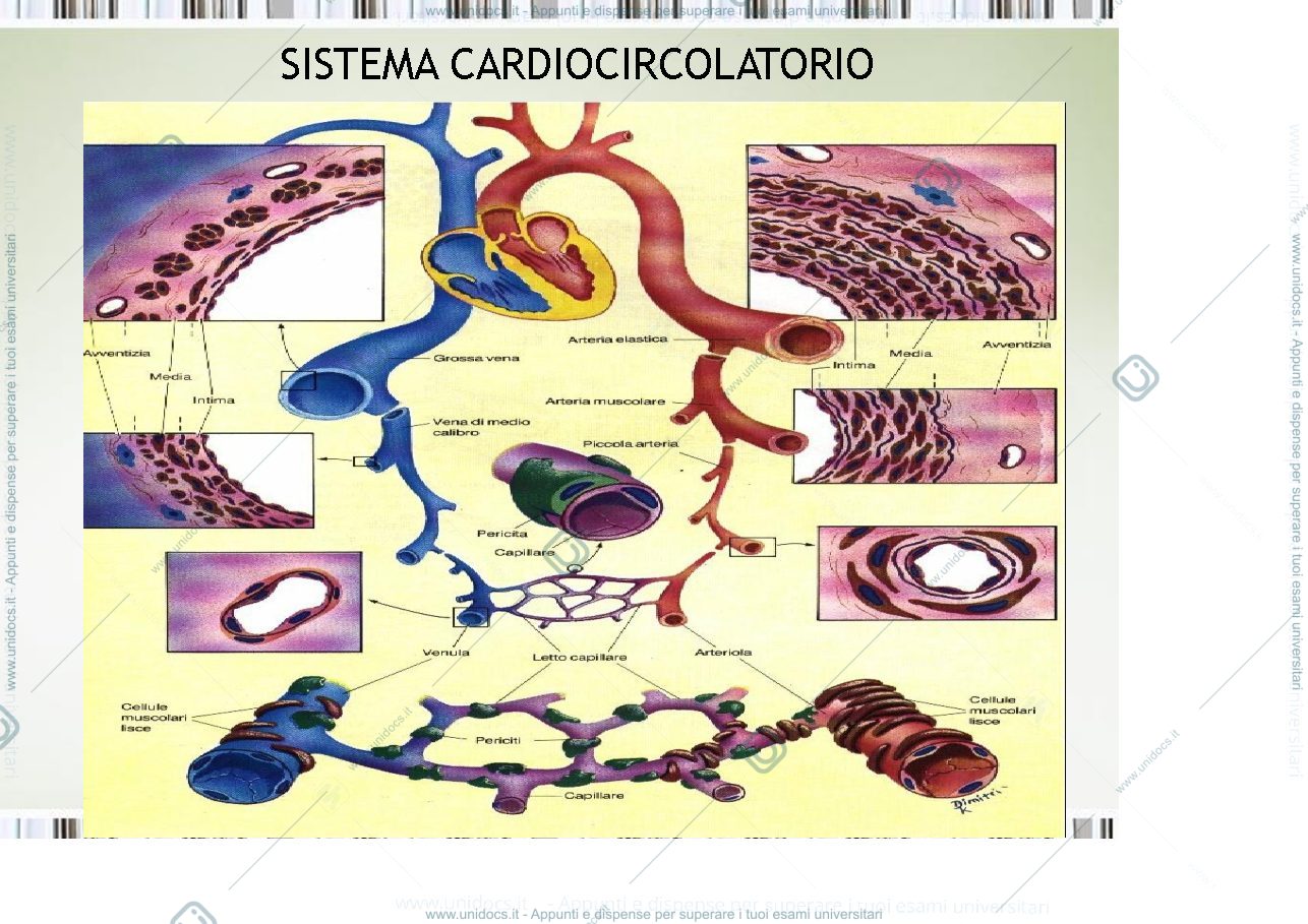 Anteprima pagina 1 — fisiologia generale 