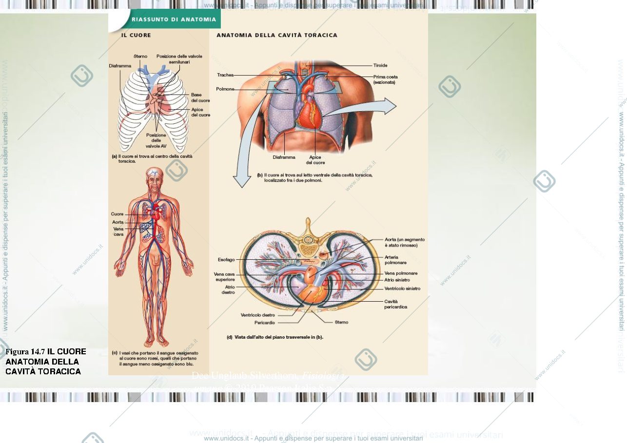 Anteprima pagina 2 — fisiologia generale 