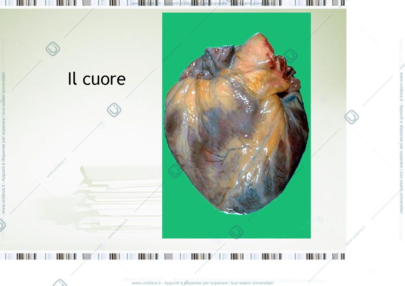 Anteprima pagina 3 — fisiologia generale 