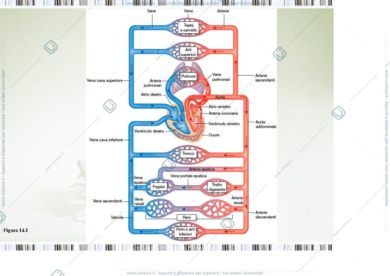 Anteprima pagina 4 — fisiologia generale 
