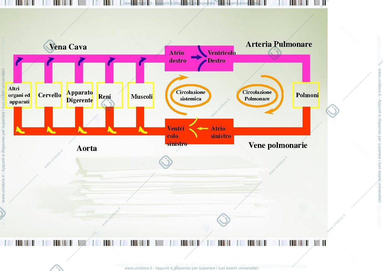 Anteprima pagina 1 — sistema cardiovascolare