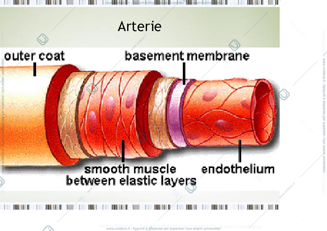 Anteprima pagina 4 — sistema cardiovascolare