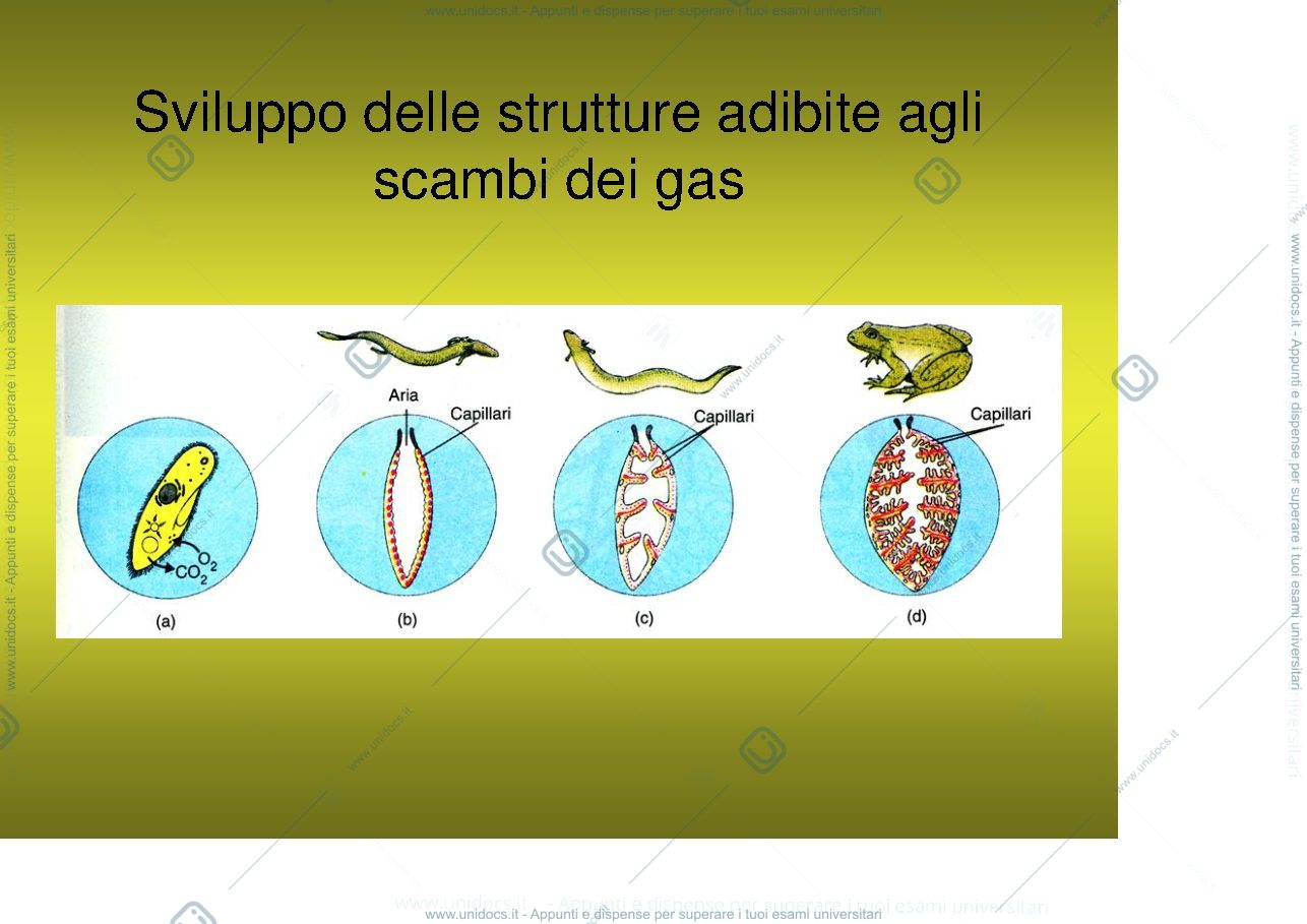Anteprima pagina 4 — fisiologia generale