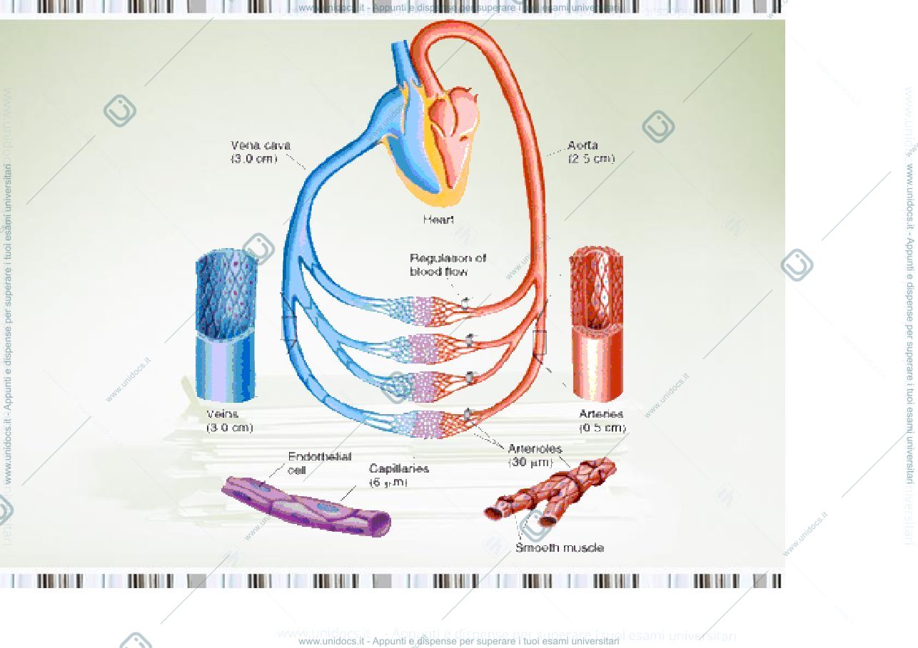 Anteprima pagina 2 — fisiologia generale