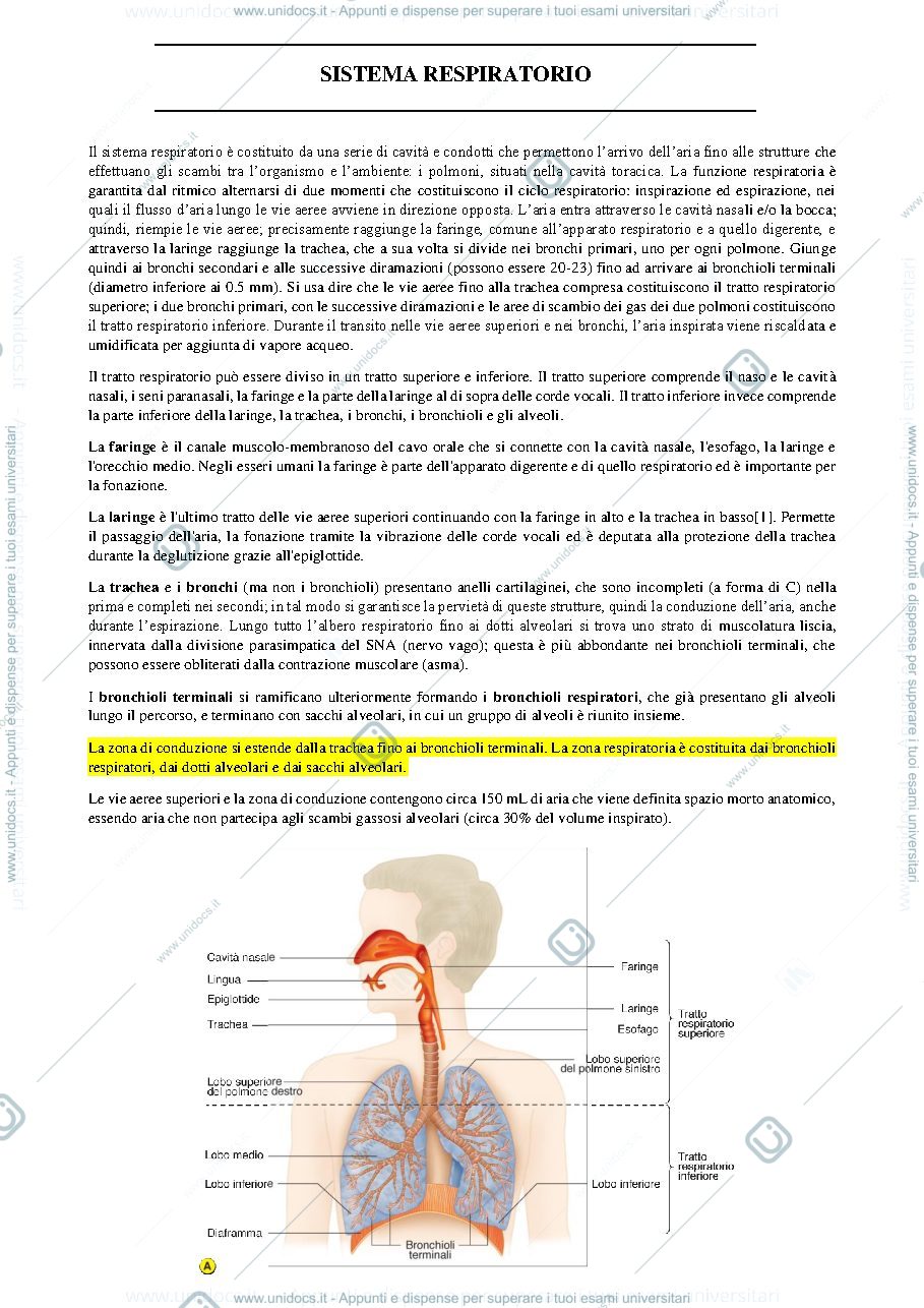 Anteprima pagina 1 — apparato respiratorio
