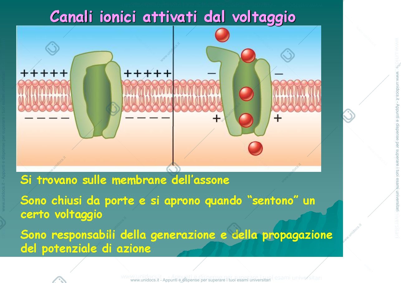 Anteprima pagina 4 — fisiologia generale