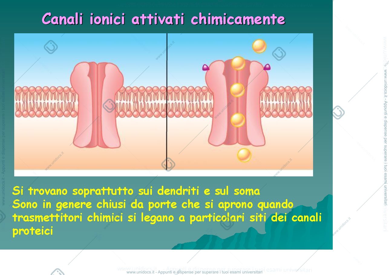 Anteprima pagina 5 — fisiologia generale