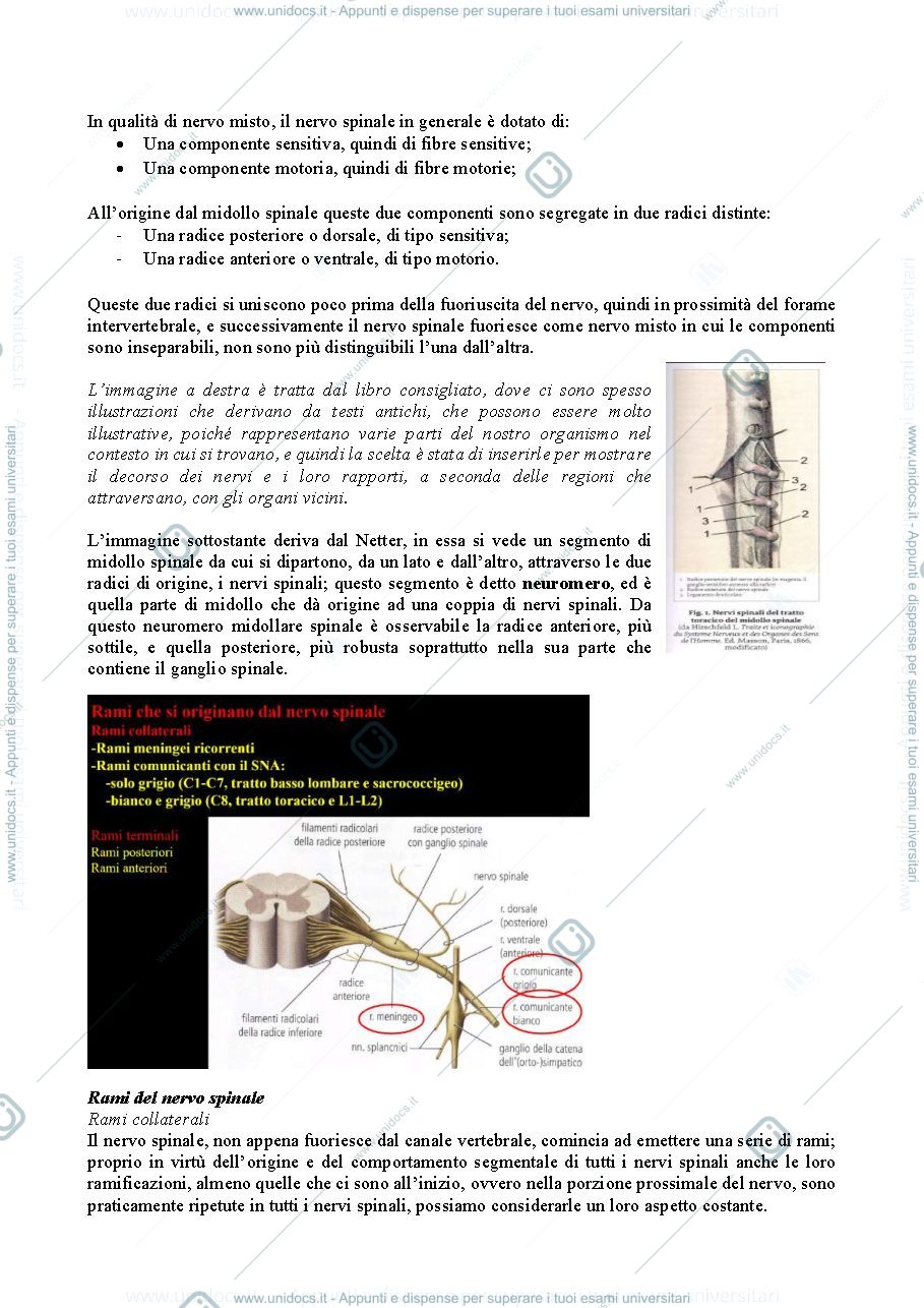 Anteprima pagina 2 — Sistemi Sensitivi neuroscienze