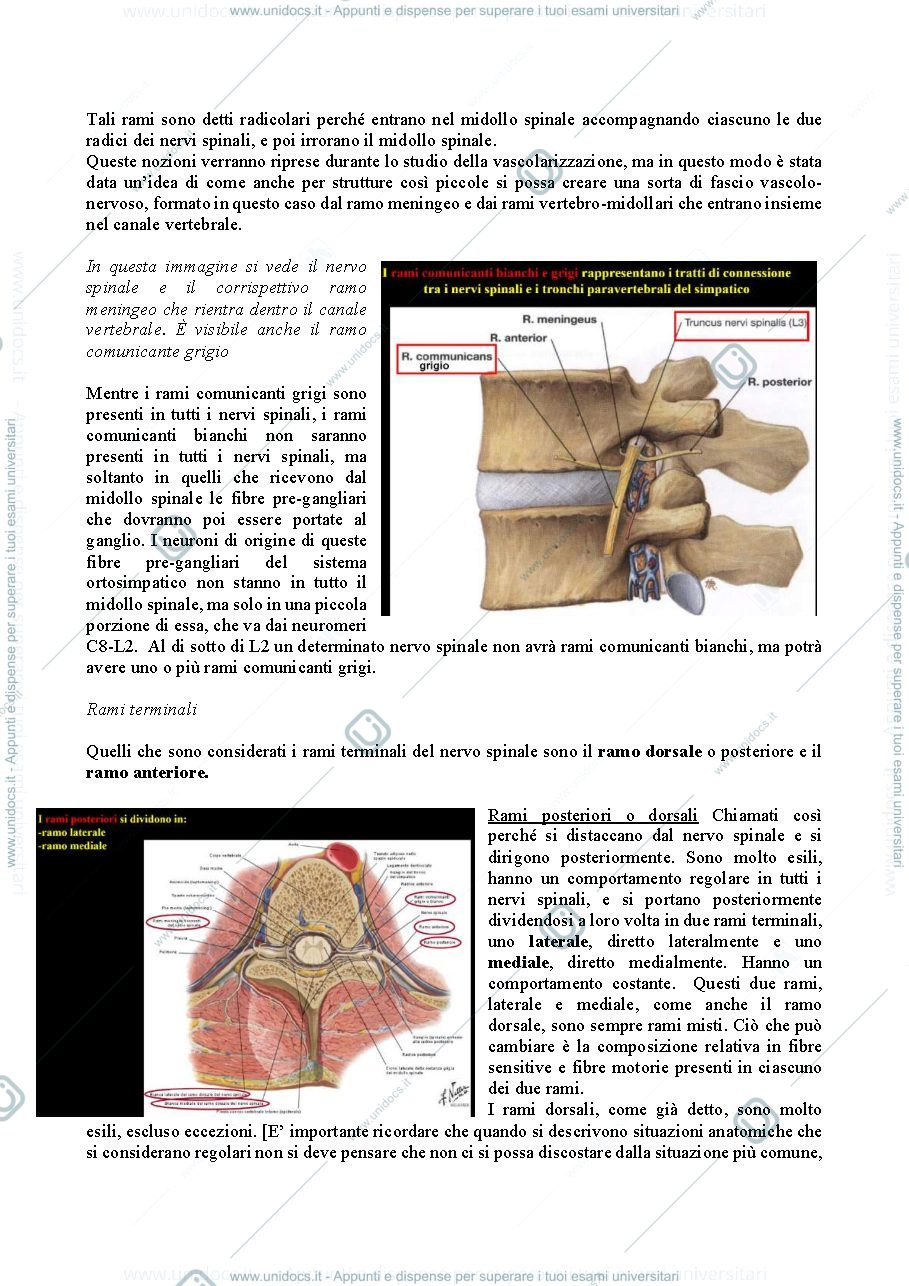 Anteprima pagina 5 — Sistemi Sensitivi neuroscienze