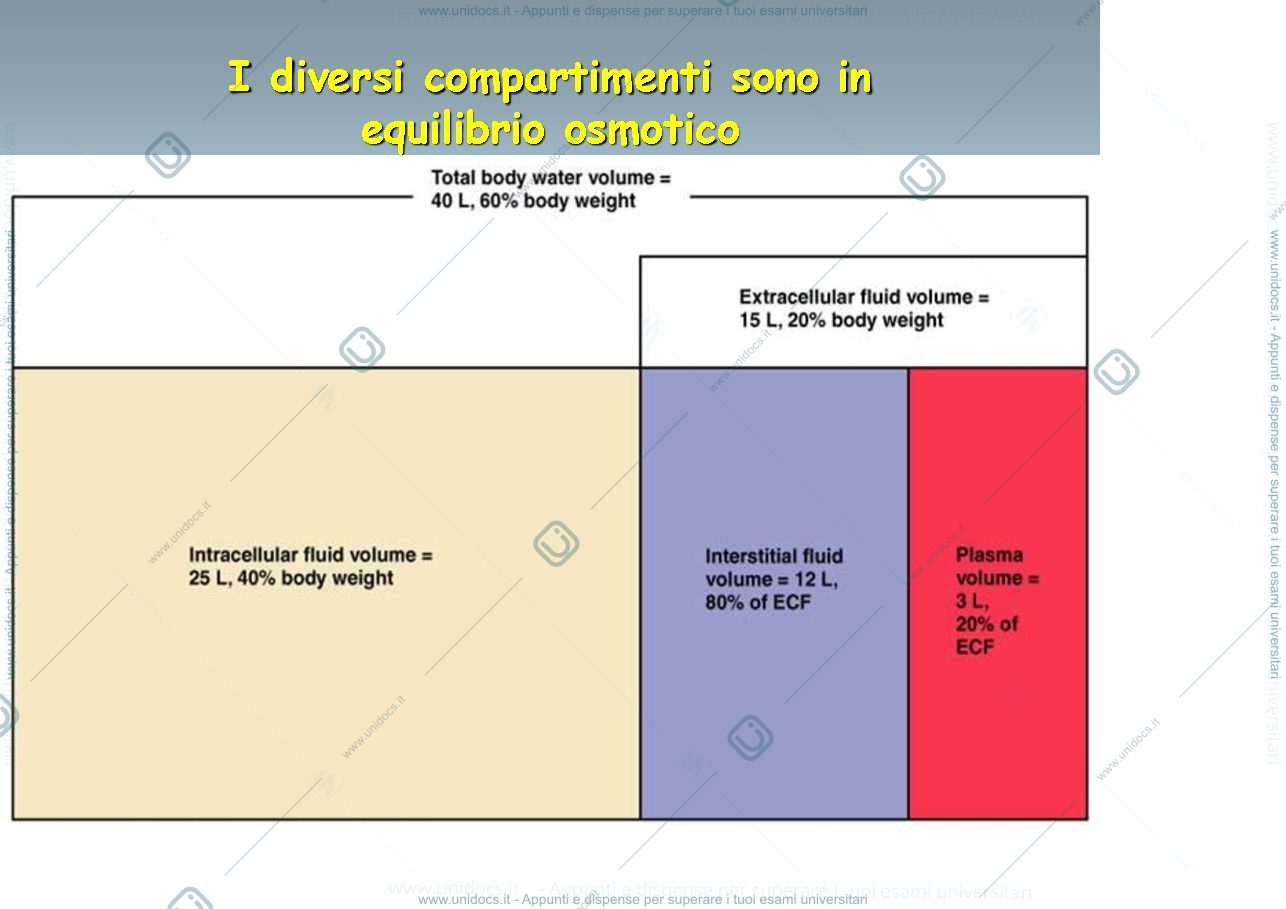 Anteprima pagina 4 — fisiologia generale