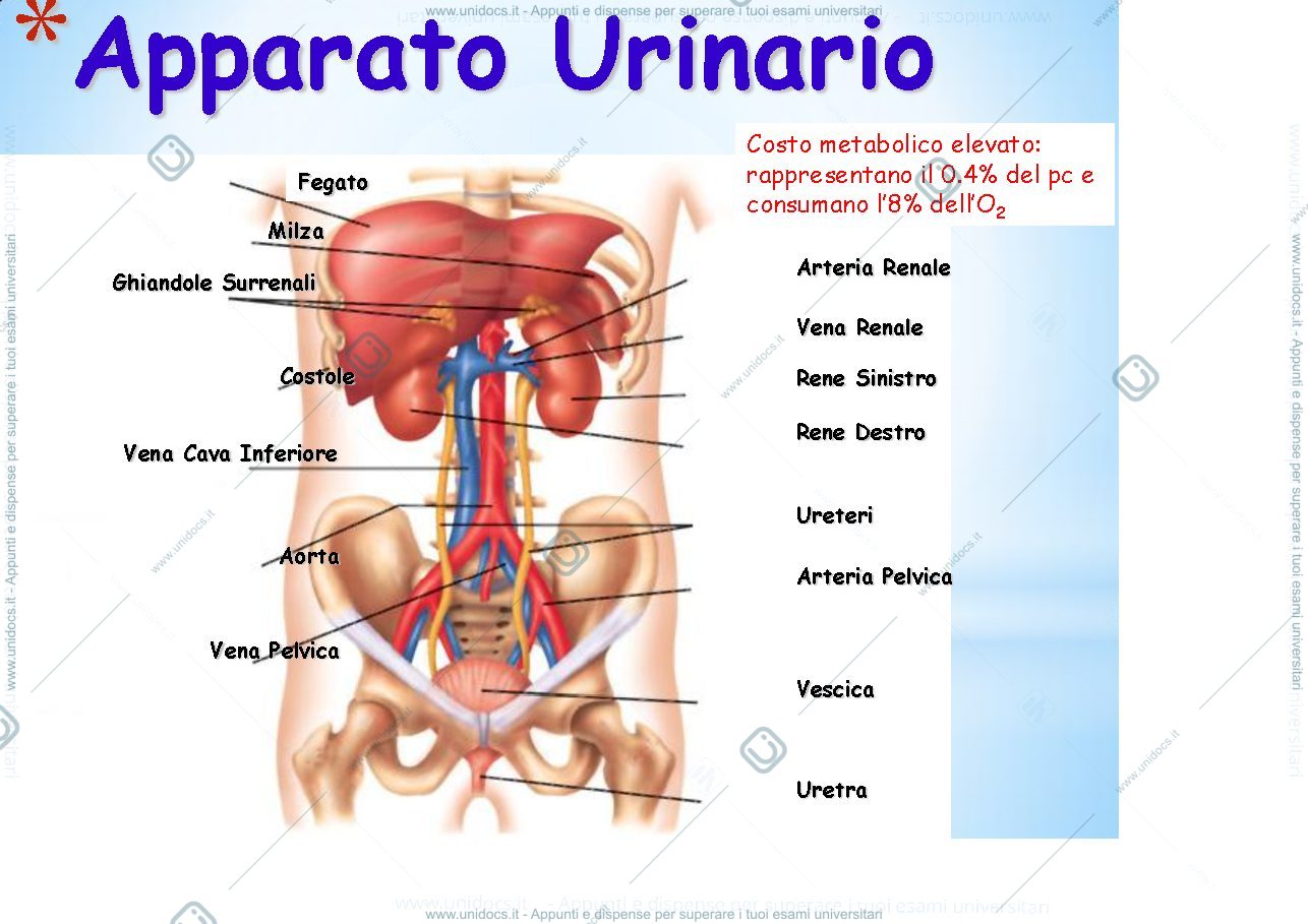 Anteprima pagina 2 — fisiologia generale