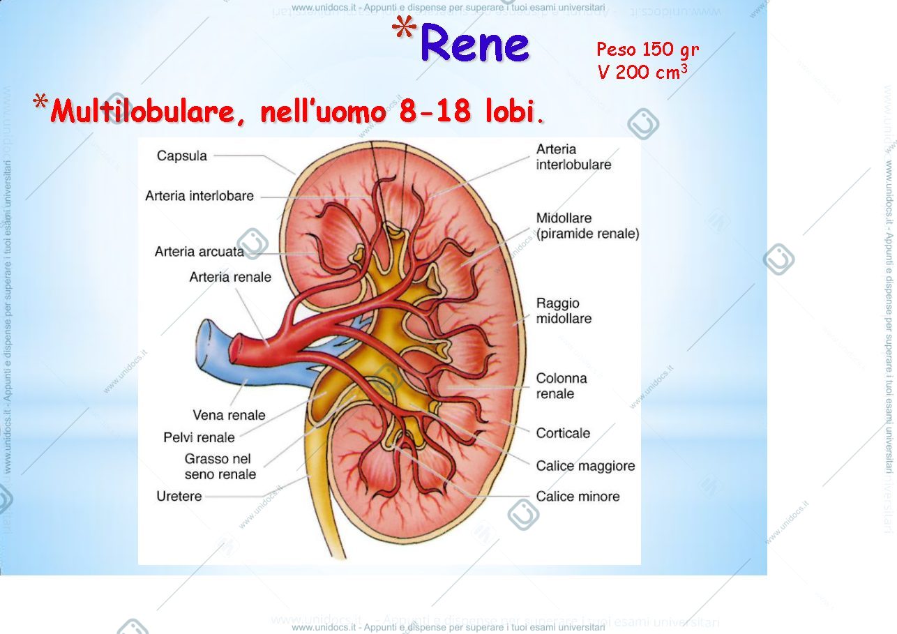Anteprima pagina 3 — fisiologia generale