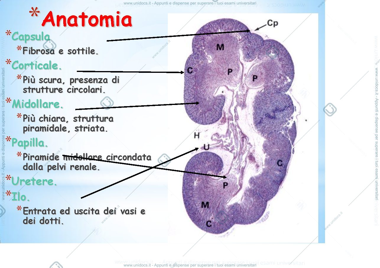 Anteprima pagina 4 — fisiologia generale