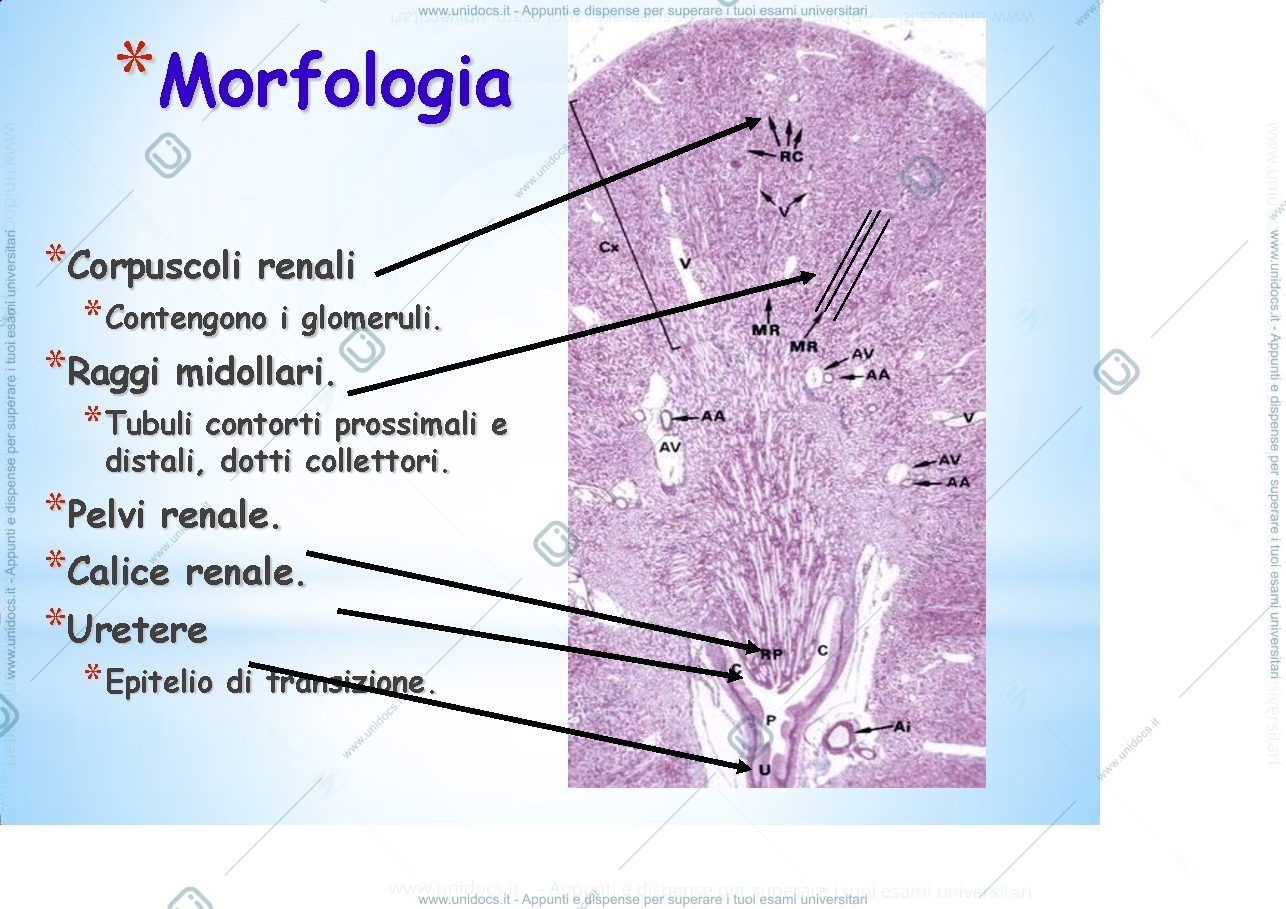 Anteprima pagina 5 — fisiologia generale