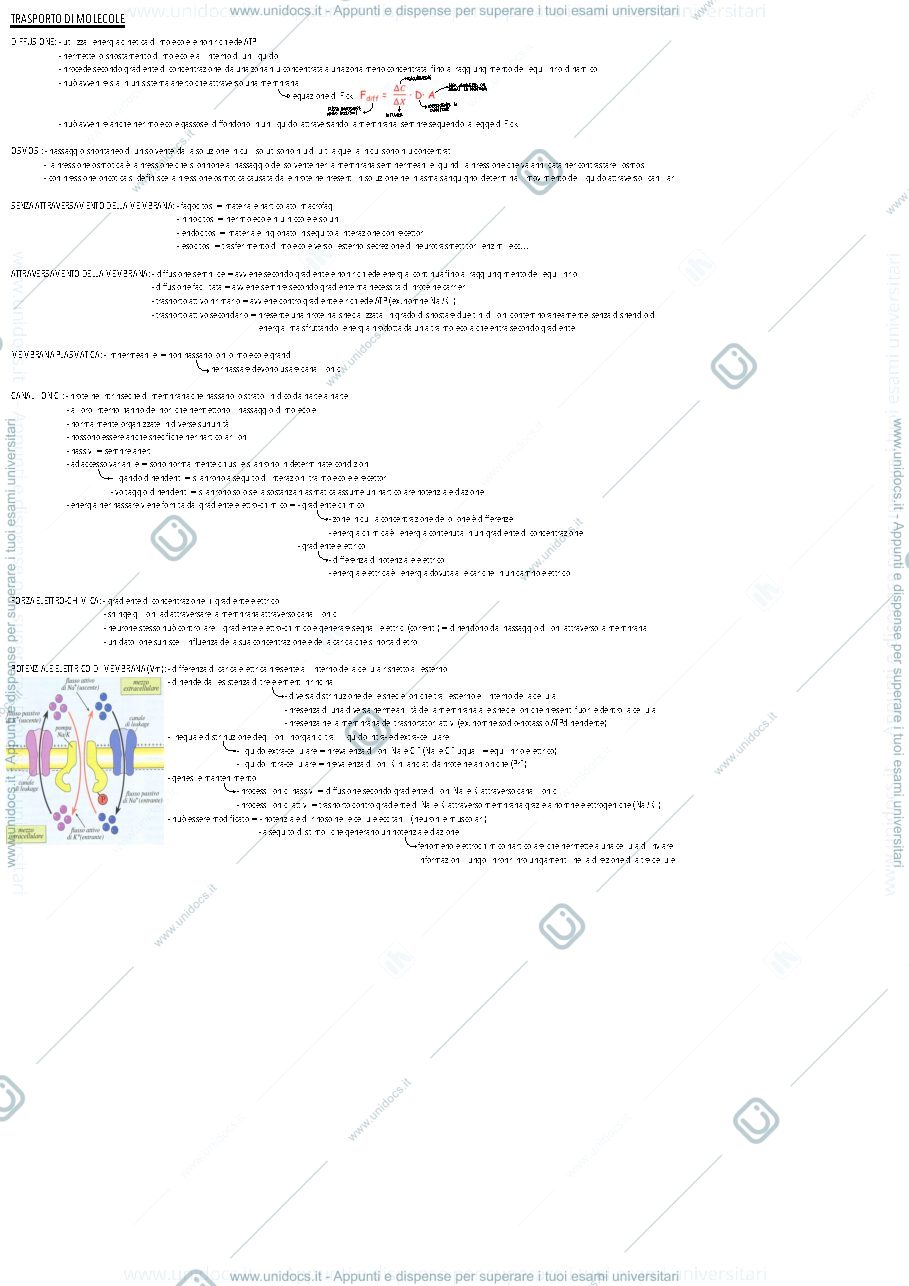 Anteprima pagina 3 — Fisiologia 1
