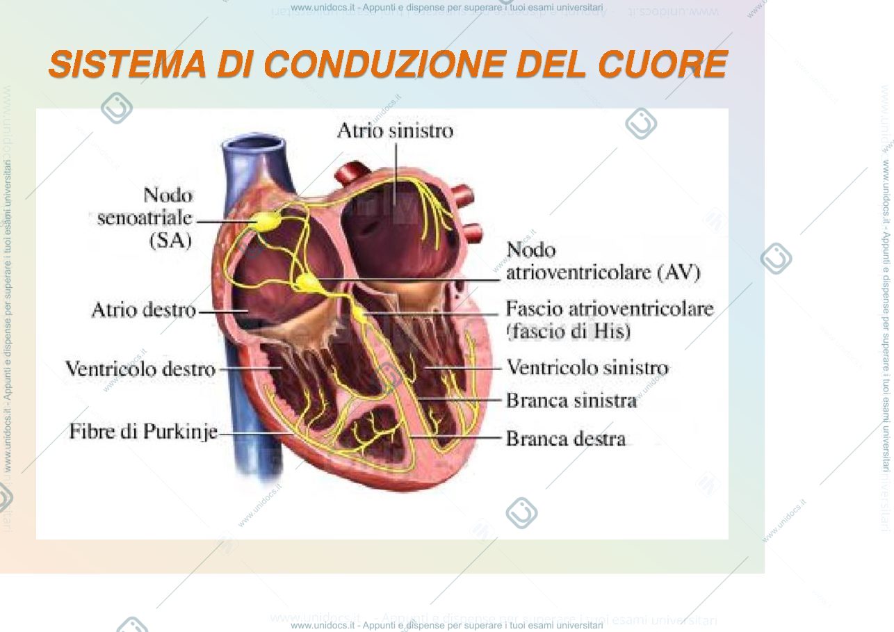 Anteprima pagina 3 — Elettrofisiologia cuore-Farmaci Antiaritmici