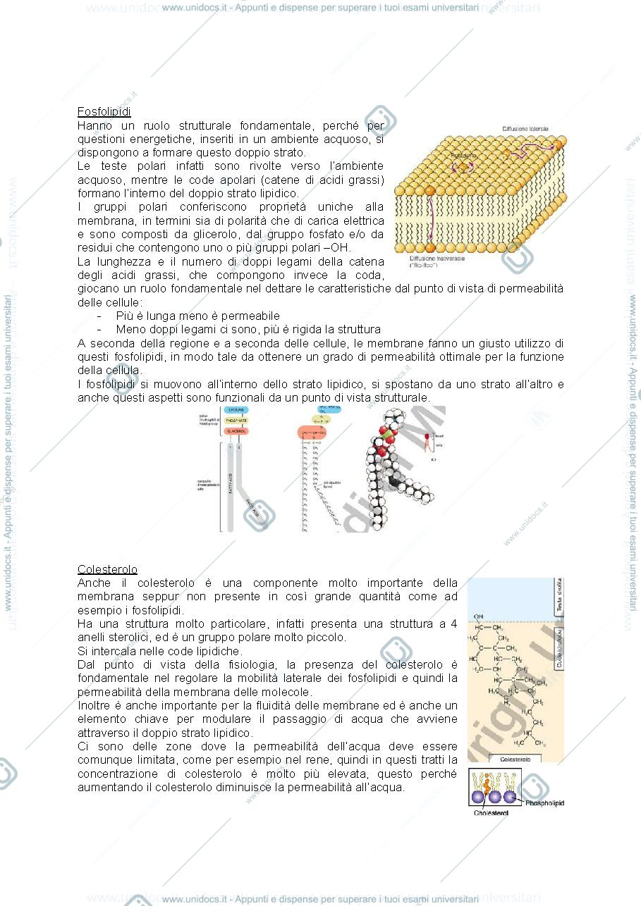 Anteprima pagina 5 — Fisiologia cellulare e istologia