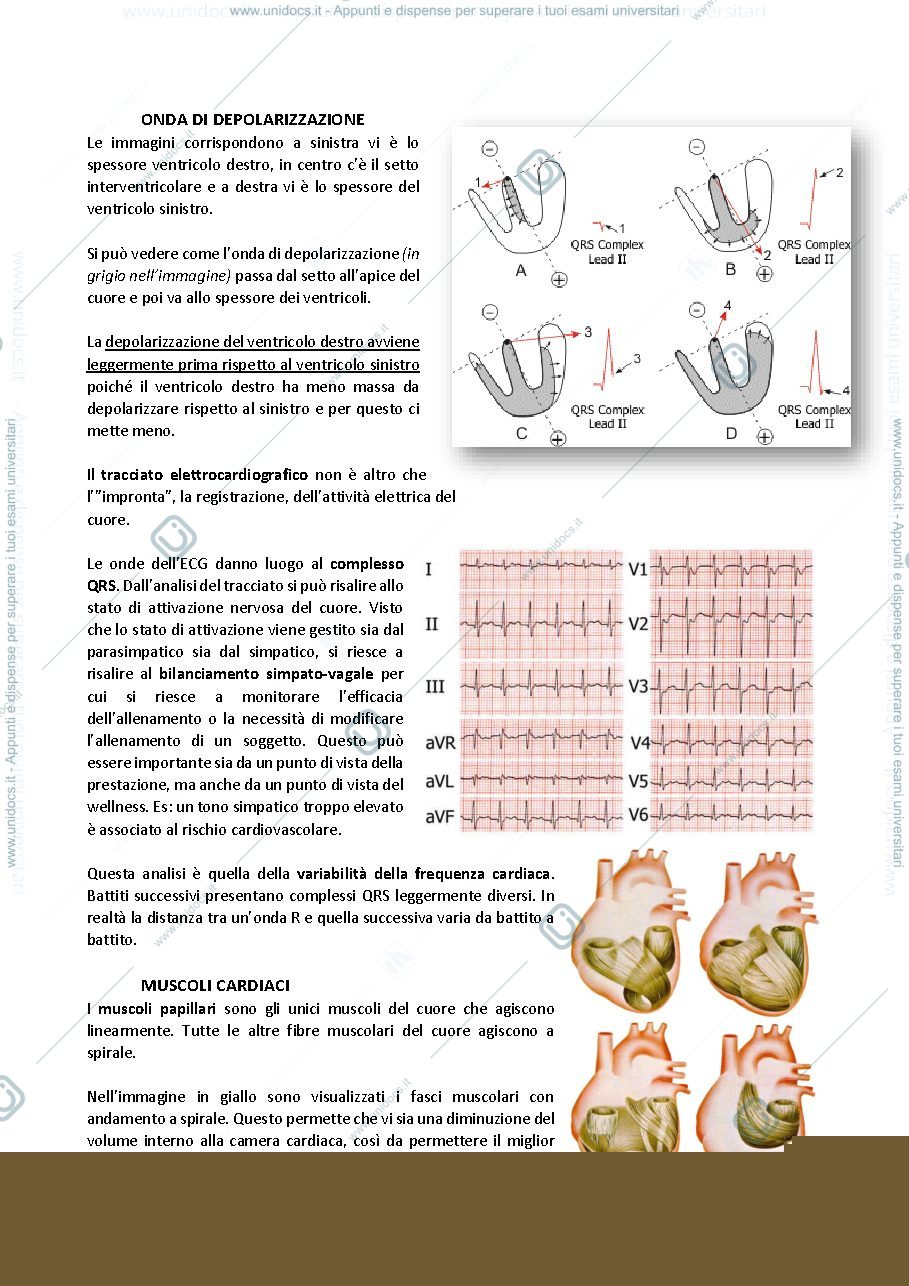Anteprima pagina 4 — Fisiologia 2 