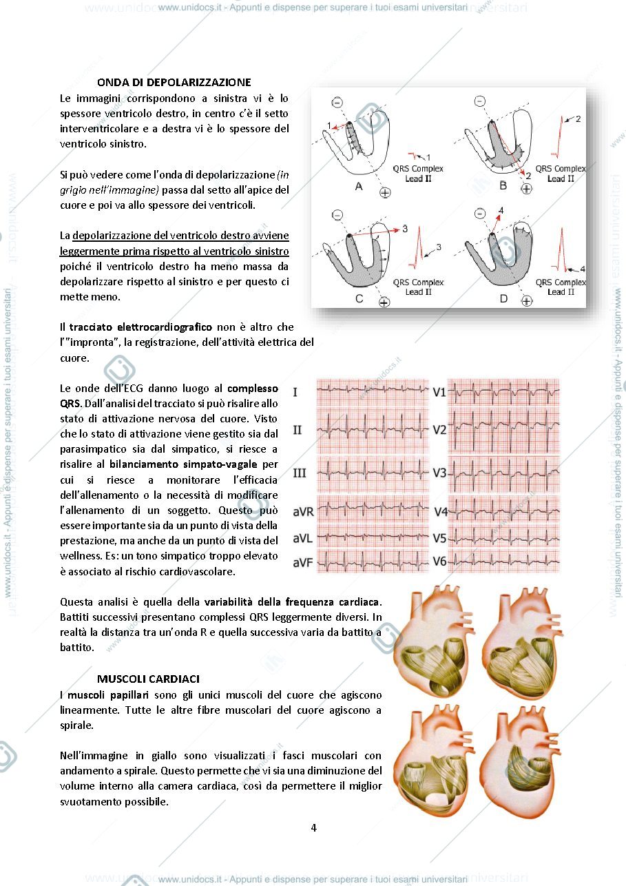 Anteprima pagina 4 — Fisiologia 2