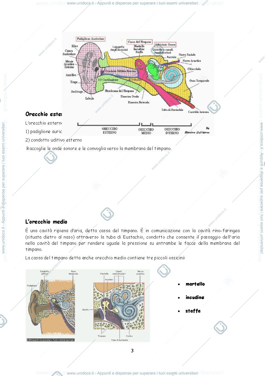 Anteprima pagina 3 — Udito