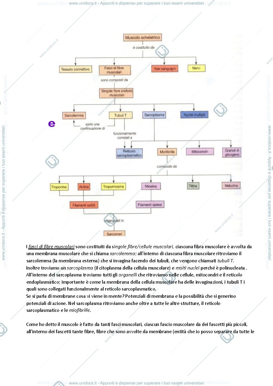 Anteprima pagina 3 — Fisiologia 5