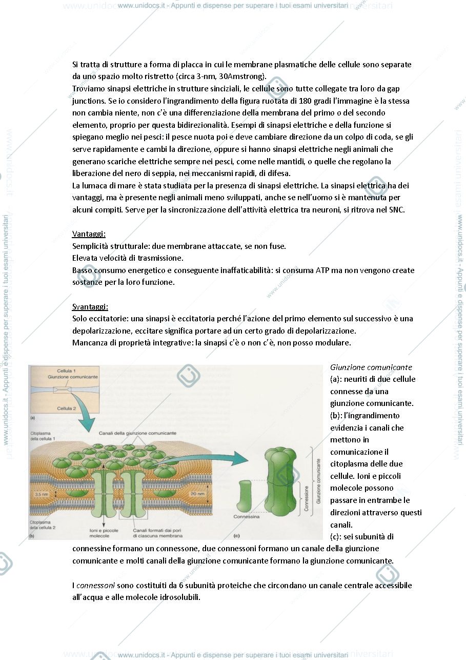 Anteprima pagina 2 — Fisiologia 4
