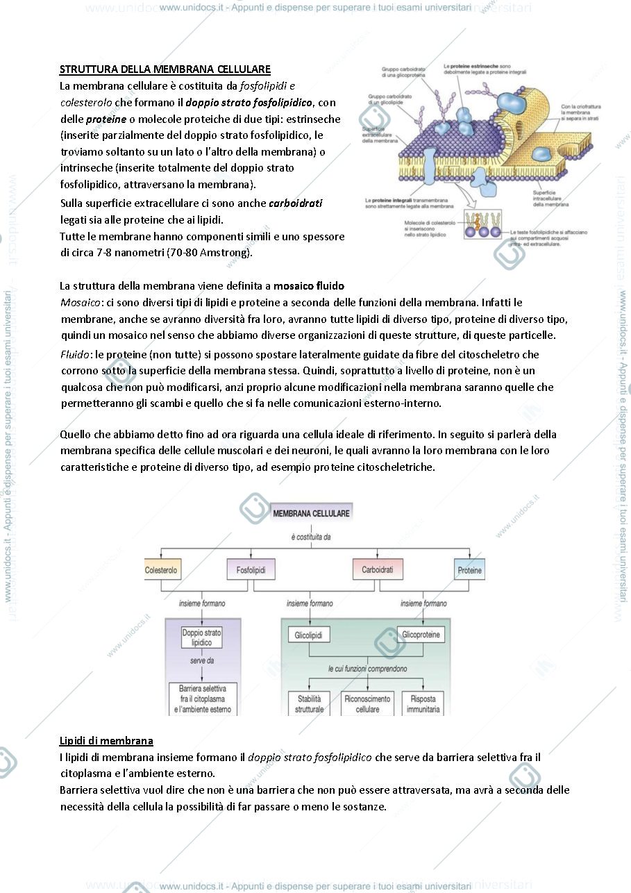 Anteprima pagina 2 — Fisiologia 1